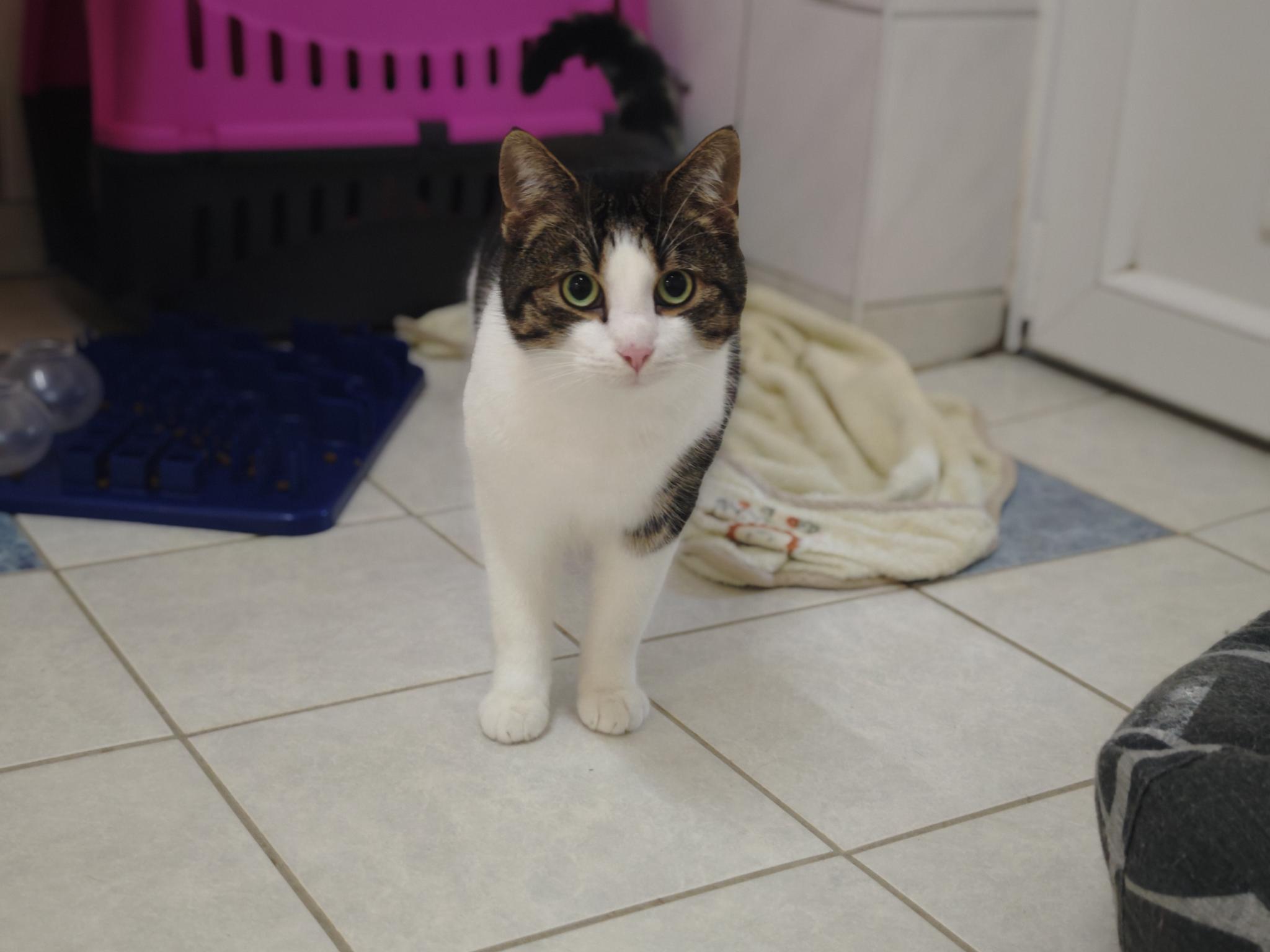 Katze Allen