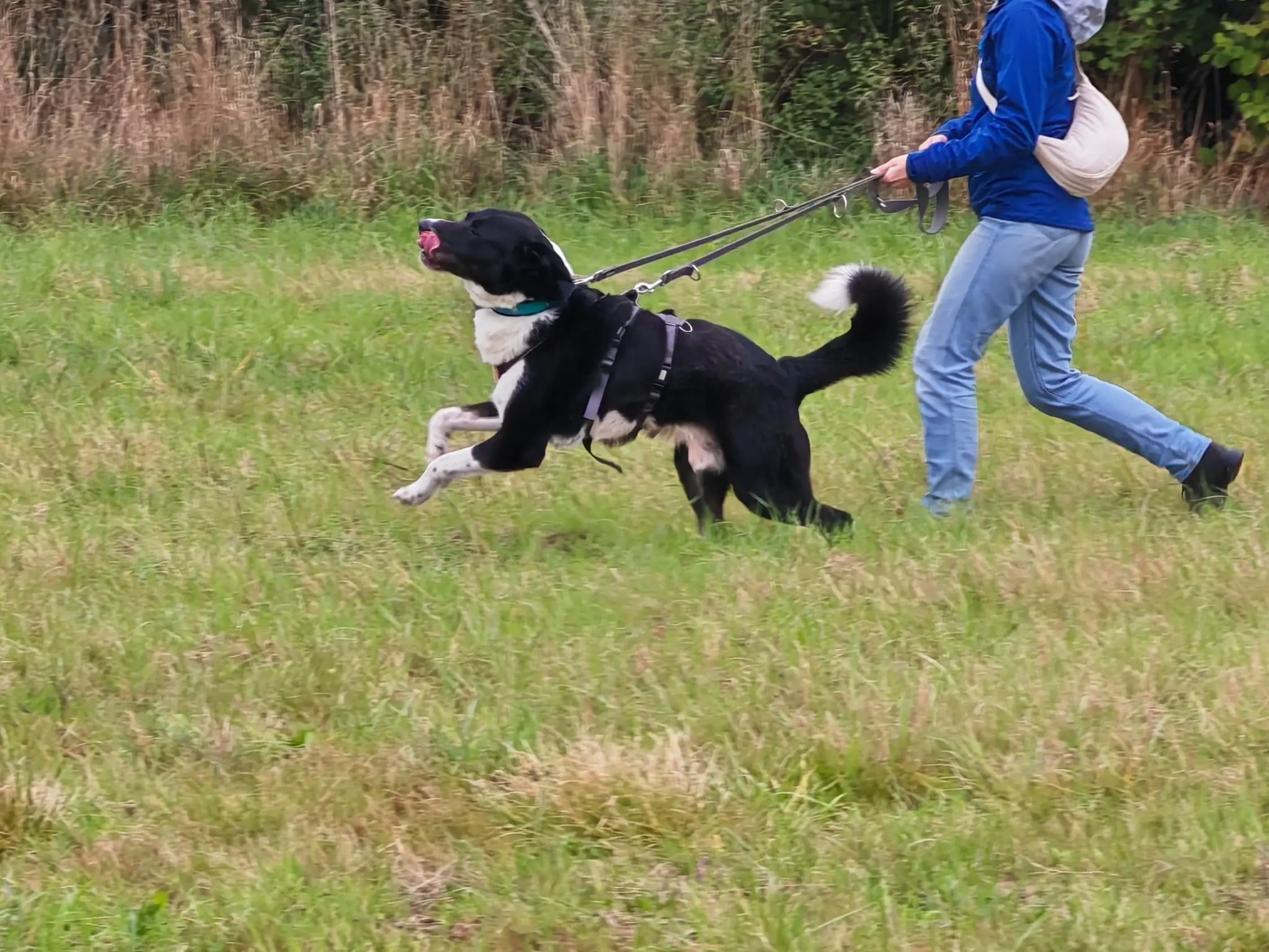 Hund Benjamin (Benji)