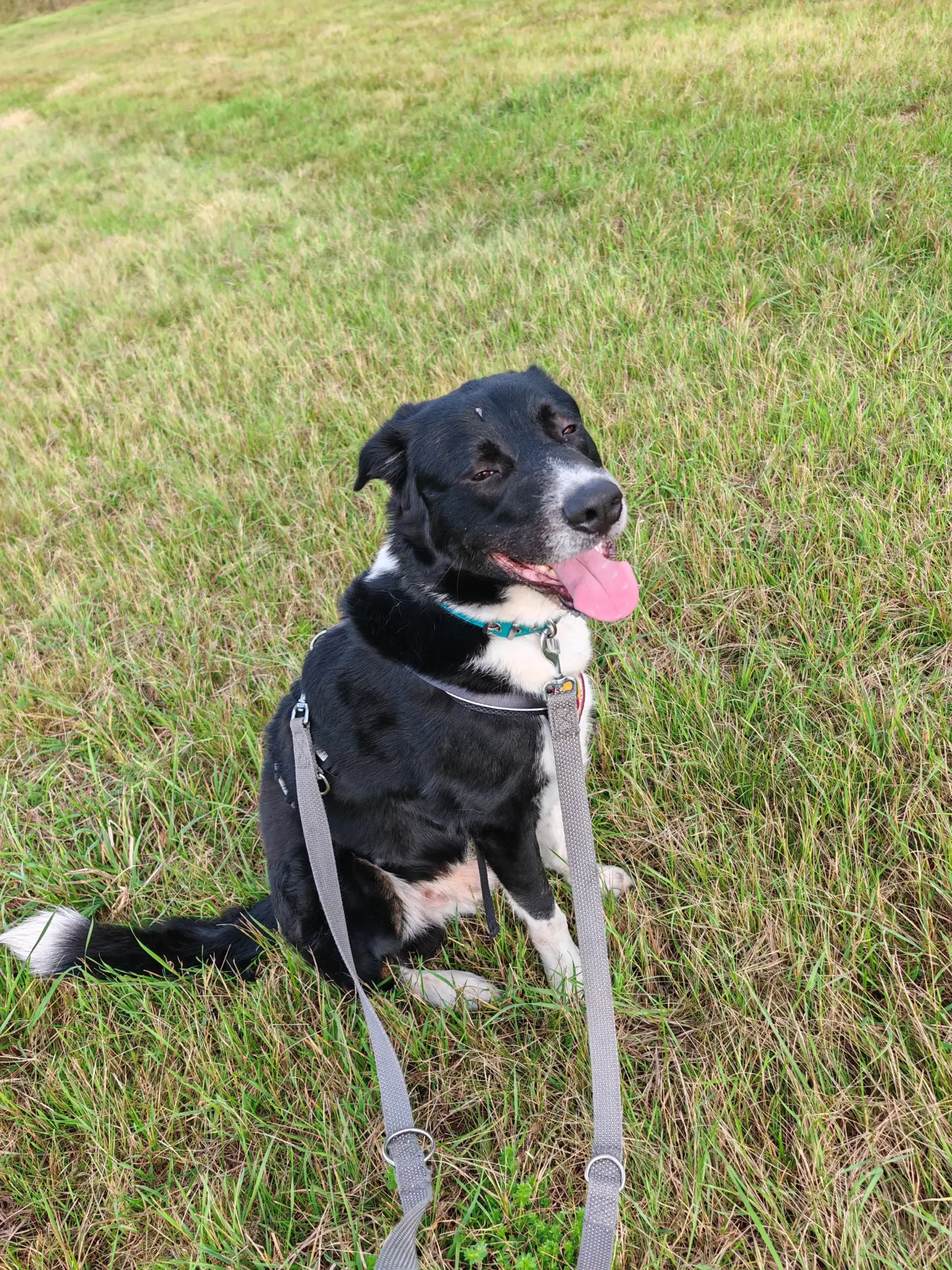 Hund Benjamin (Benji)