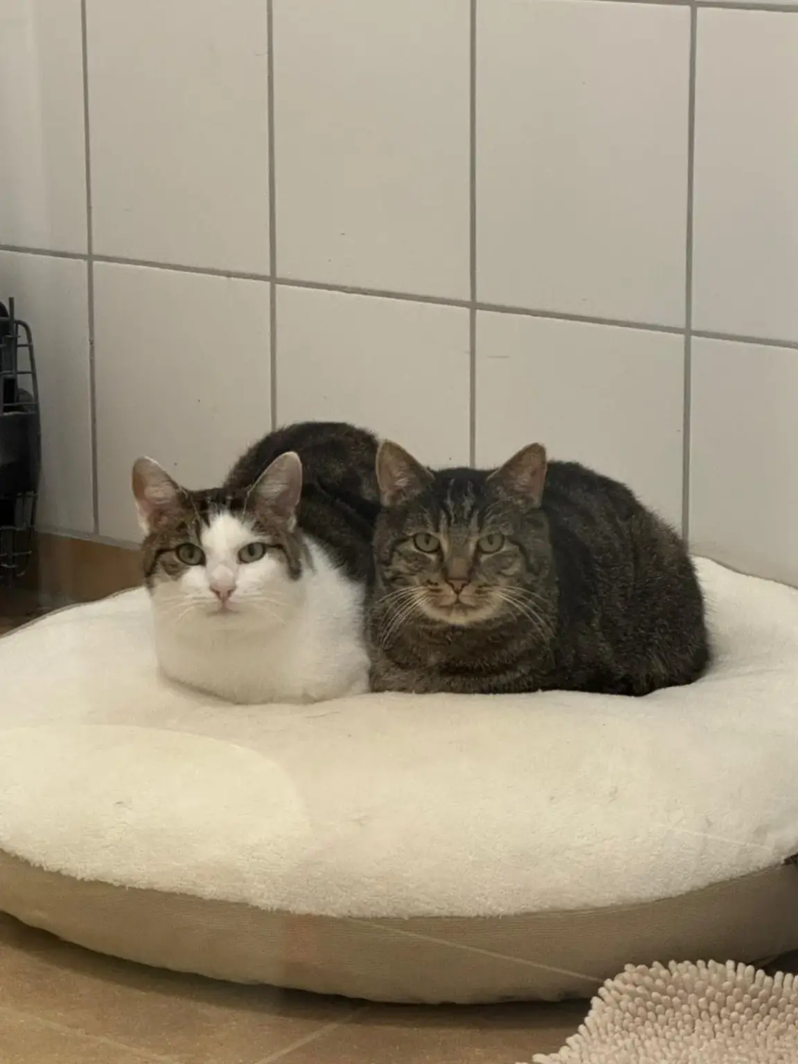 Katzen Mirko + Mondgesicht