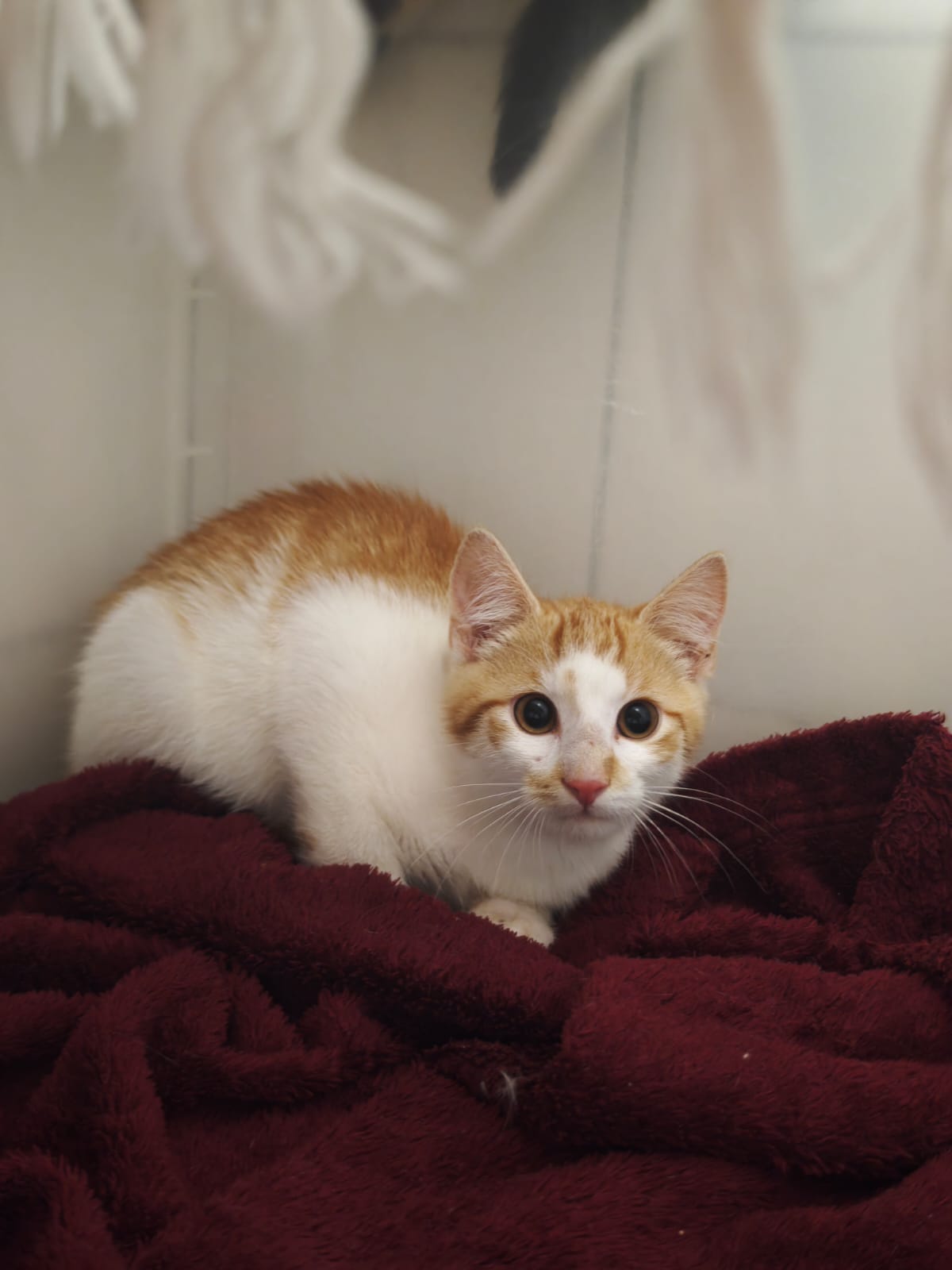 Sascha – Tierheim Northeim