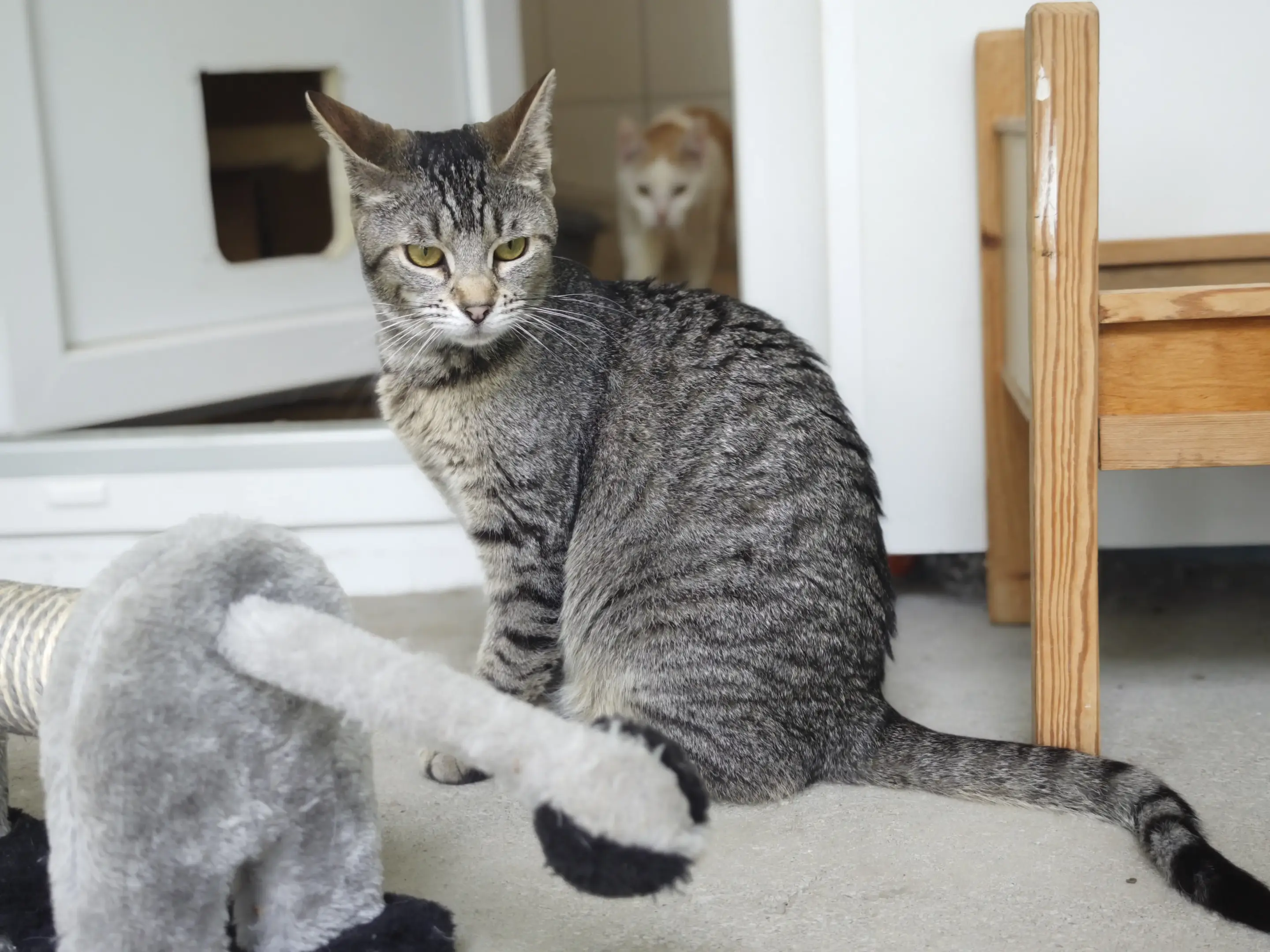 Katzen Horace + Weena