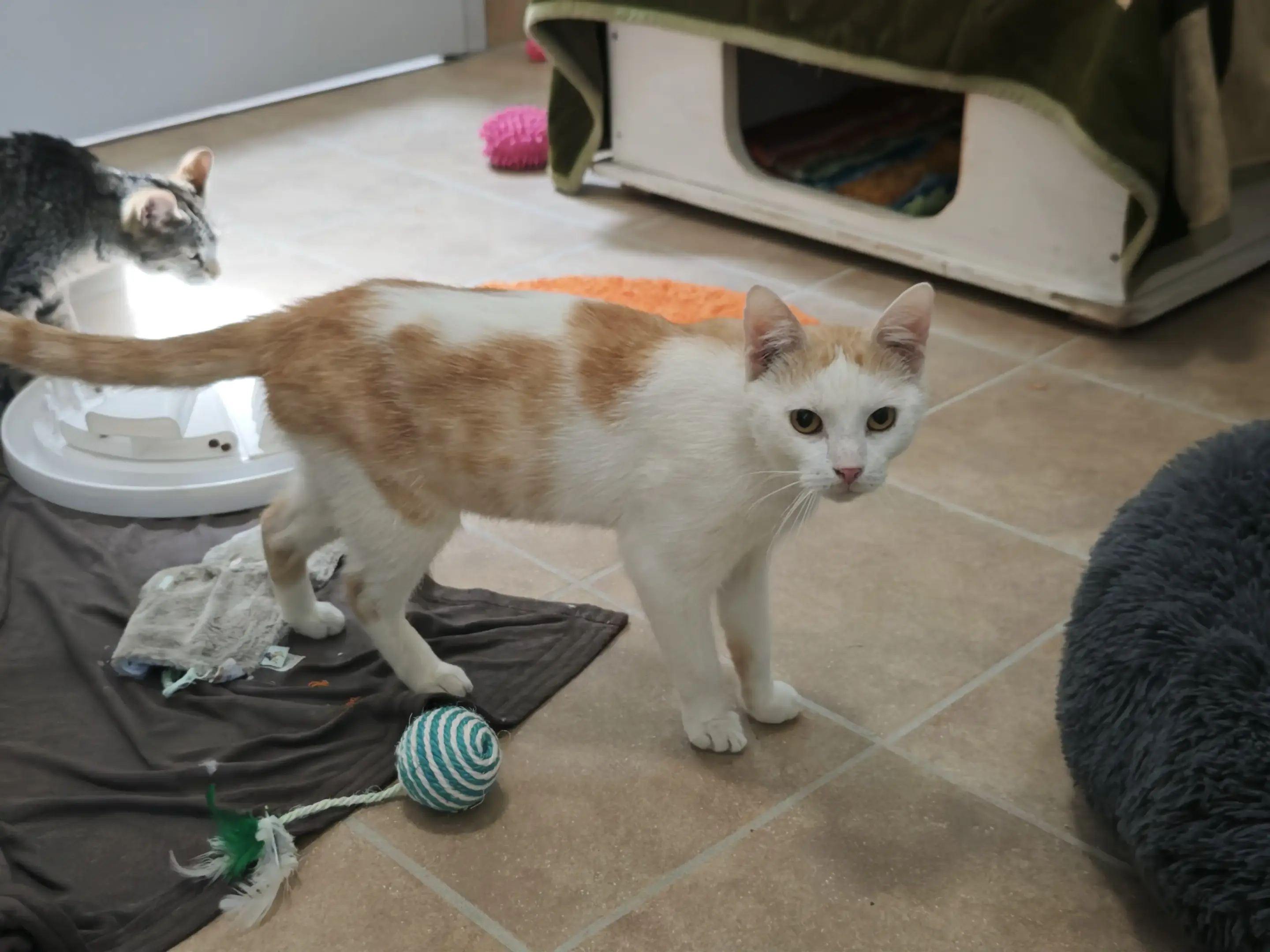 Katzen Horace + Weena