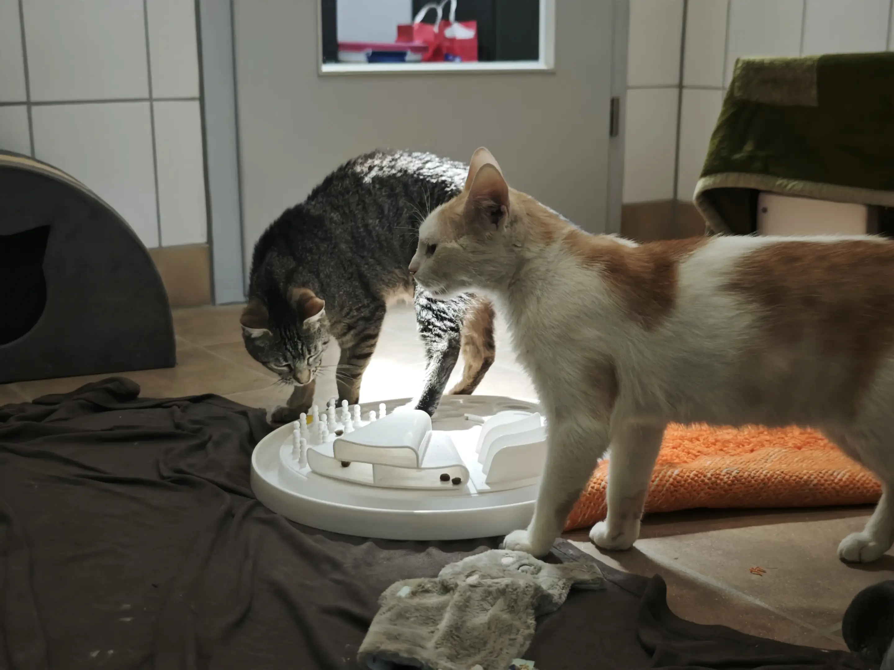 Katzen Horace + Weena