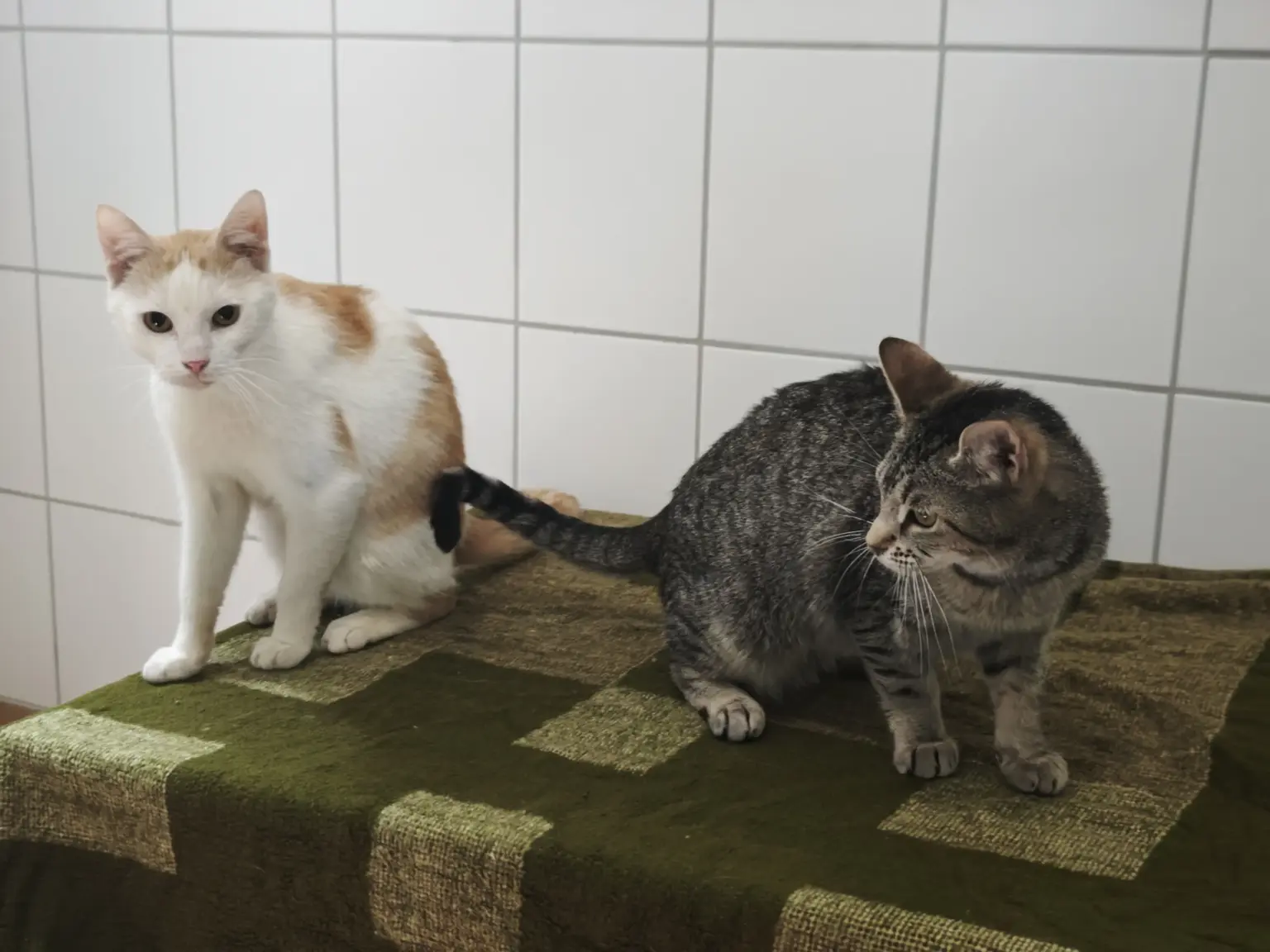 Katzen Horace + Weena