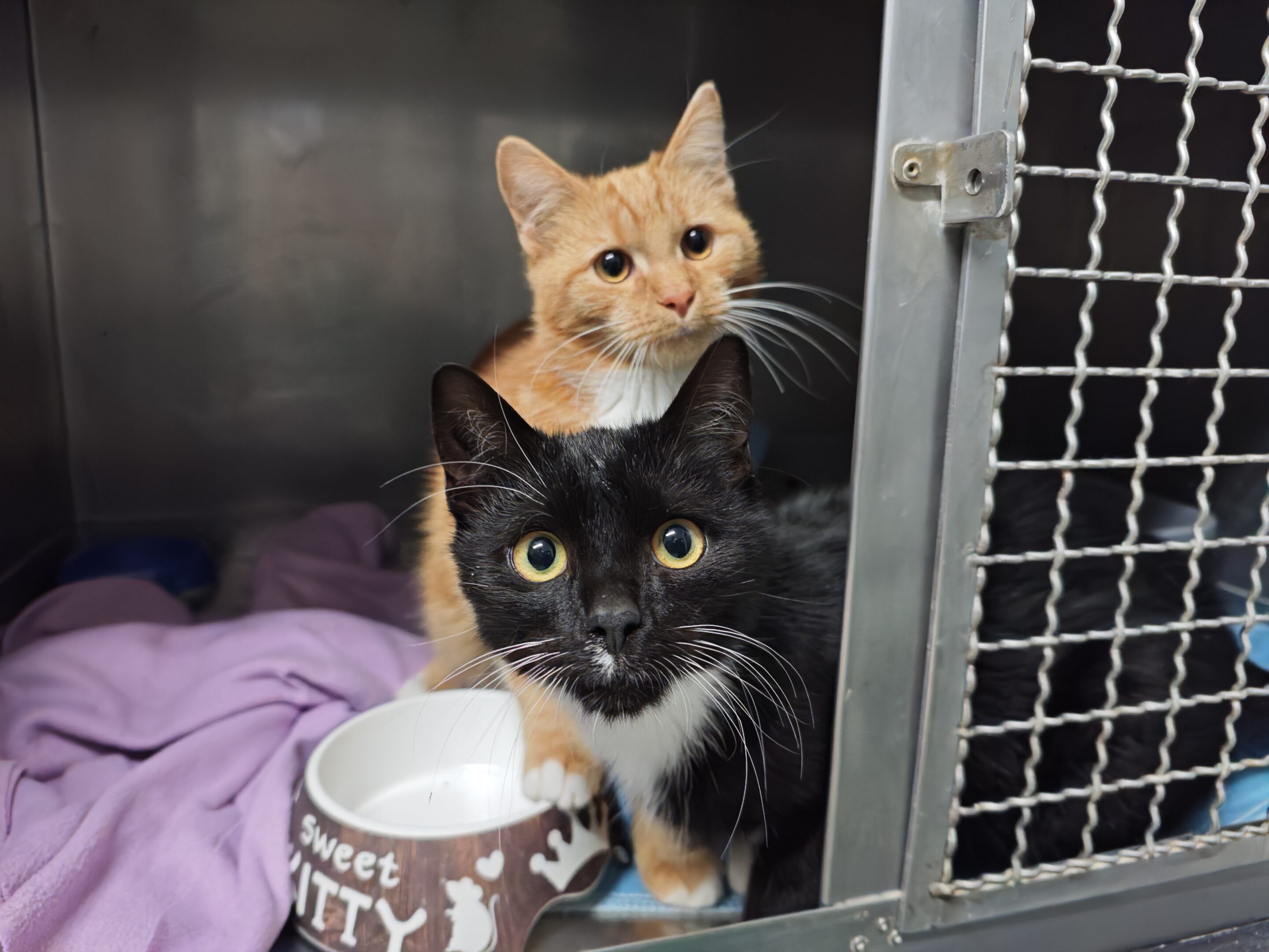 Katzen Zihao + Suren