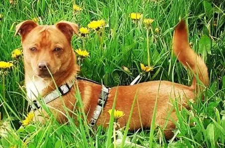 Vermittlungshilfe Flo