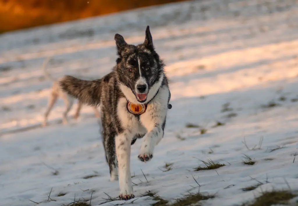 Vermittlungshilfe Sugar